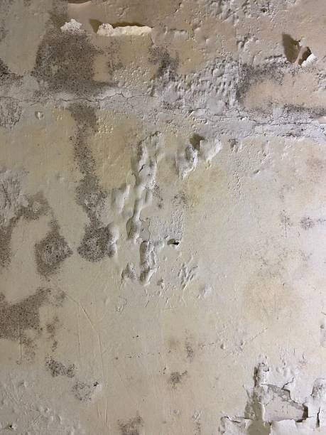 Best Mold Damage Repair  in Cold Spring, NY
