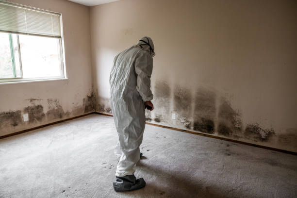 Attic Mold Removal